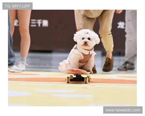 武汉滑板队在全国滑板速度排行榜中荣获第八名的佳绩引发关注